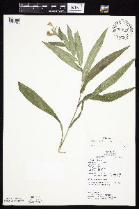 Symphyotrichum laeve image