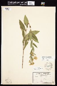 Symphyotrichum laeve var. laeve image