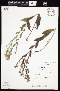 Symphyotrichum laeve image