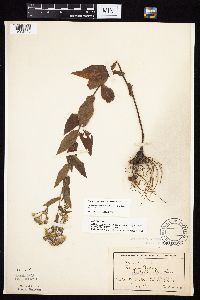 Symphyotrichum laeve var. laeve image