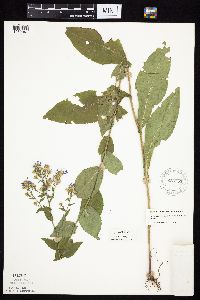 Symphyotrichum laeve image
