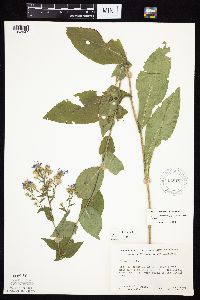 Symphyotrichum laeve image