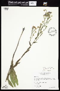 Symphyotrichum laeve var. laeve image