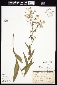Symphyotrichum laeve image