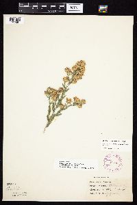 Symphyotrichum laeve image