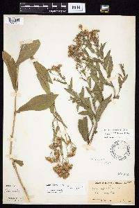 Symphyotrichum laeve var. laeve image