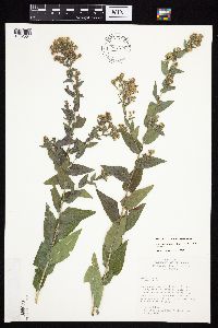 Symphyotrichum laeve image