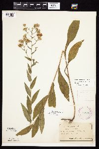 Symphyotrichum laeve image