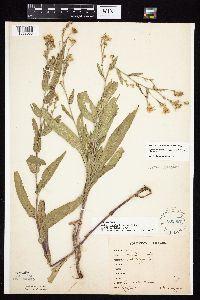 Symphyotrichum laeve image