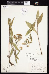 Symphyotrichum laeve image
