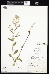 Symphyotrichum laeve var. laeve image