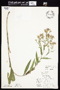 Symphyotrichum laeve var. laeve image