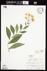 Symphyotrichum laeve image