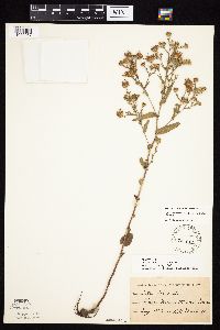 Symphyotrichum laeve image