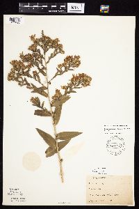 Symphyotrichum laeve image