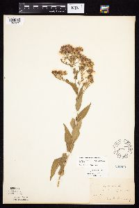 Symphyotrichum laeve image