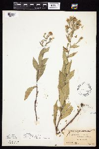 Symphyotrichum laeve image