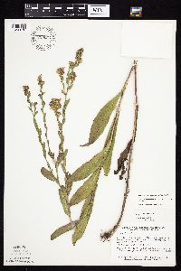 Symphyotrichum laeve image