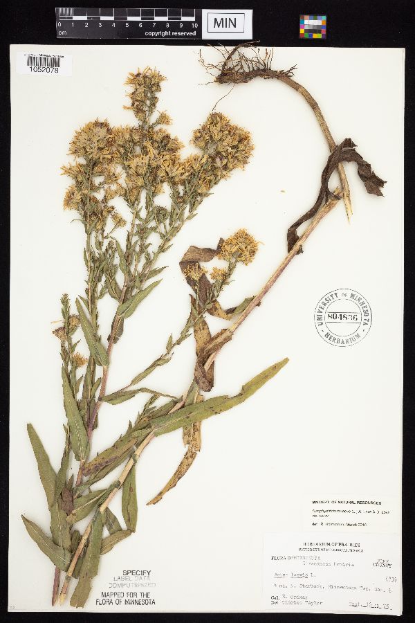 Symphyotrichum laeve image