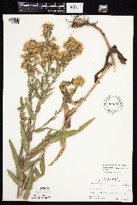 Symphyotrichum laeve var. laeve image