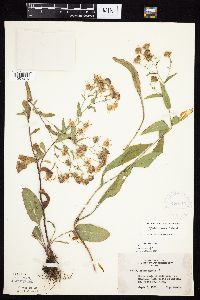 Symphyotrichum laeve image