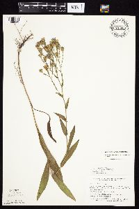 Symphyotrichum laeve image