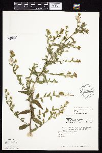 Symphyotrichum laeve image