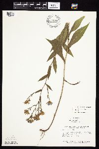 Symphyotrichum laeve image