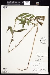 Symphyotrichum laeve var. geyeri image