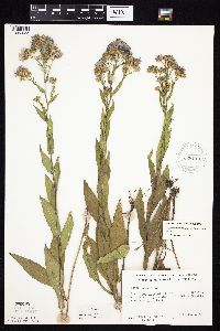 Symphyotrichum laeve image