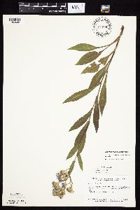 Symphyotrichum laeve var. laeve image