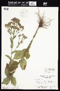 Symphyotrichum laeve image