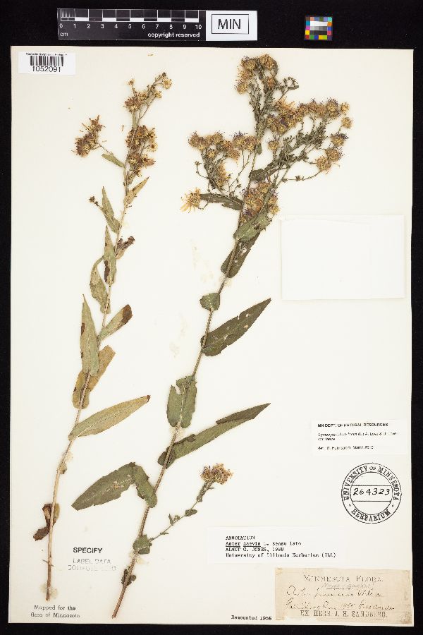 Symphyotrichum laeve var. laeve image