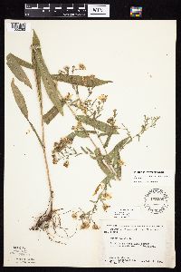 Symphyotrichum laeve image