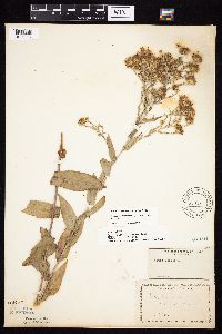 Symphyotrichum laeve var. laeve image