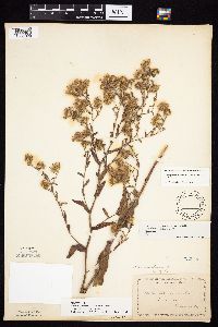 Symphyotrichum laeve image