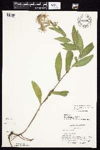 Symphyotrichum laeve image