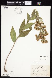 Symphyotrichum laeve var. laeve image