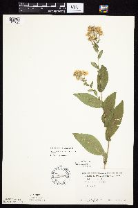 Symphyotrichum laeve var. laeve image