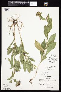 Symphyotrichum laeve var. laeve image