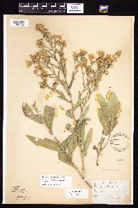 Symphyotrichum laeve image