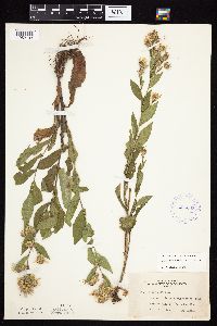 Symphyotrichum laeve var. laeve image