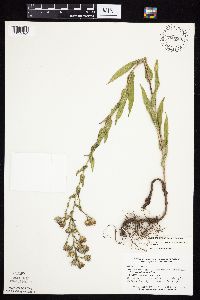 Symphyotrichum laeve var. laeve image