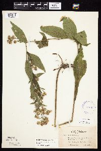 Symphyotrichum laeve var. laeve image