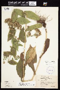 Symphyotrichum laeve var. laeve image