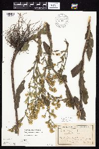 Symphyotrichum laeve image
