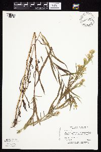 Symphyotrichum lanceolatum var. hesperium image