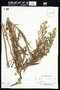 Symphyotrichum lanceolatum var. hesperium image
