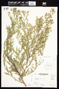Symphyotrichum lanceolatum var. hesperium image