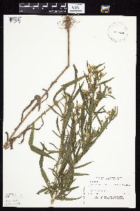 Symphyotrichum lanceolatum var. hesperium image